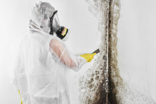 Best Office Mold Removal Services  in Sparkill, NY