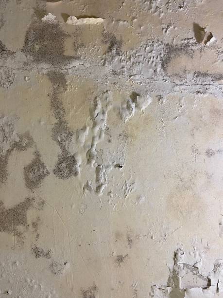 Best Attic Mold Removal  in Sparkill, NY