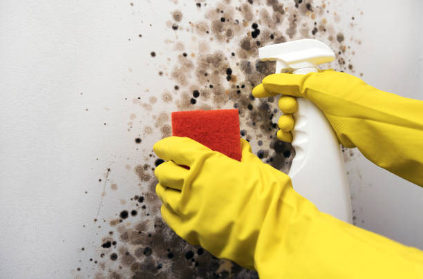 Best Professional Mold Removal  in Sparkill, NY