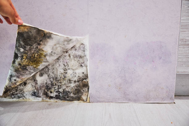 Best Crawl Space Mold Removal  in Sparkill, NY